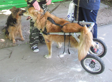 Собака на коляске